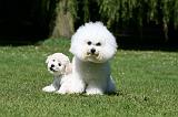 BICHON FRISE 550